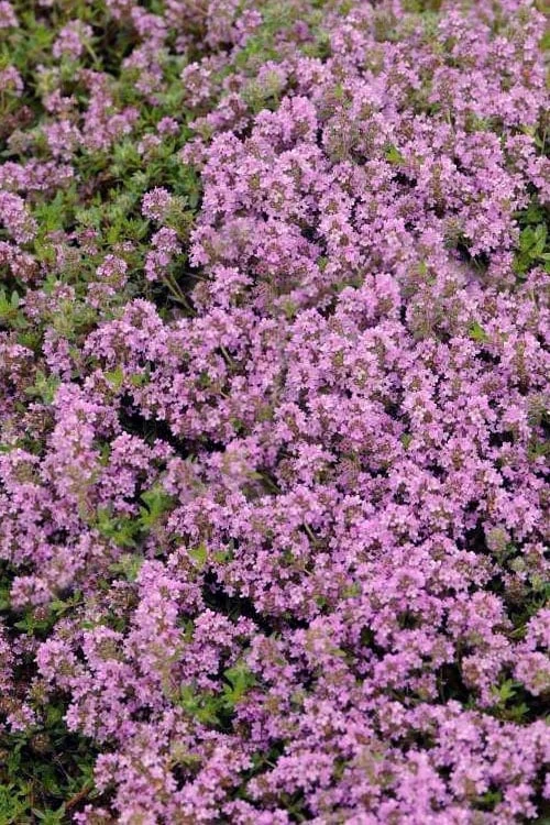 Magic Carpet Creeping Thyme (Thymus Serpyllum) - 6 Pack Of Pint Pots 6 Magic Carpet Creeping Thyme (Thymus Serpyllum) - 6 Pack Of Pint Pots - Image 4