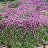 Magic Carpet Creeping Thyme (Thymus Serpyllum) - 6 Pack Of Pint Pots 2 Magic Carpet Creeping Thyme (Thymus Serpyllum) - 6 Pack Of Pint Pots -Outdoor Garden Store thymus serpyllum magic carpet creeping thyme 8
