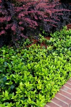 Asian Jasmine - Asiatic Jasmine - 18 Count Flat Of Pint Pots -Outdoor Garden Store trachelospermum asiaticum asian jasmine 2