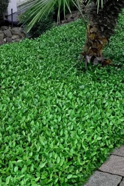 Asian Jasmine - Asiatic Jasmine - 18 Count Flat Of Pint Pots -Outdoor Garden Store trachelospermum asiaticum asian jasmine 3