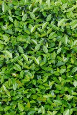 Asian Jasmine - Asiatic Jasmine - 18 Count Flat Of Pint Pots -Outdoor Garden Store trachelospermum asiaticum asian jasmine 6