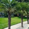 Windmill Cold Hardy Palm Tree - 2 Gallon Pot 2 Windmill Cold Hardy Palm Tree - 2 Gallon Pot -Outdoor Garden Store trachycarpus fortunei windmill palm 12