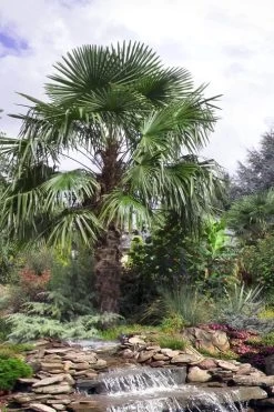 Windmill Cold Hardy Palm Tree - 2 Gallon Pot -Outdoor Garden Store trachycarpus fortunei windmill palm 13