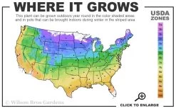 Rebecca Clematis - 1 Gallon Pot 10 Rebecca Clematis - 1 Gallon Pot -Outdoor Garden Store usda zone map 1