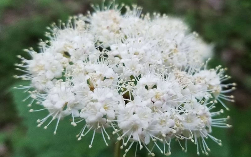 Maple Leaf Viburnum - 3 Pack Of 1.5 Quart Pots 11 Maple Leaf Viburnum - 3 Pack Of 1.5 Quart Pots - Image 9