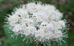 Maple Leaf Viburnum - 3 Gallon Pot 21 Maple Leaf Viburnum - 3 Gallon Pot -Outdoor Garden Store viburnum acerifolium maple leaf 15 2