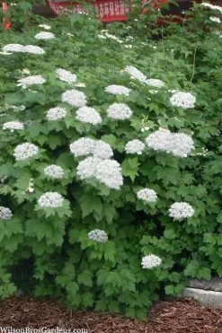 Maple Leaf Viburnum - 1 Gallon Pot 16 Maple Leaf Viburnum - 1 Gallon Pot -Outdoor Garden Store viburnum acerifolium maple leaf 16