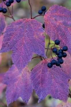 Maple Leaf Viburnum - 3 Gallon Pot 20 Maple Leaf Viburnum - 3 Gallon Pot -Outdoor Garden Store viburnum acerifolium maple leaf 3 2