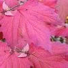 Maple Leaf Viburnum - 3 Gallon Pot 1 Maple Leaf Viburnum - 3 Gallon Pot -Outdoor Garden Store viburnum acerifolium maple leaf 8 4