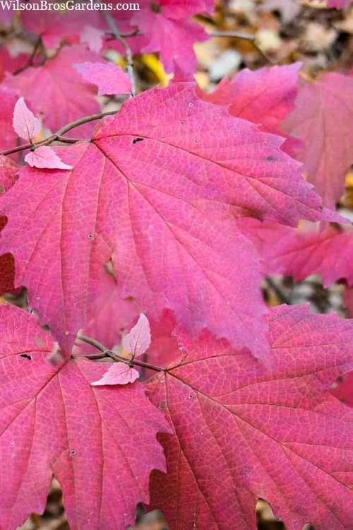 Maple Leaf Viburnum - 1 Gallon Pot 3 Maple Leaf Viburnum - 1 Gallon Pot