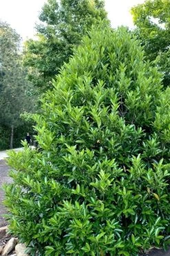 Mirror Leaf Sweet Viburnum - 1 Gallon Pot 10 Mirror Leaf Sweet Viburnum - 1 Gallon Pot -Outdoor Garden Store viburnum awabuki chindo 3 2