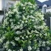 Mirror Leaf Sweet Viburnum - 3 Gallon Pot 1 Mirror Leaf Sweet Viburnum - 3 Gallon Pot -Outdoor Garden Store viburnum awabuki chindo 30 1