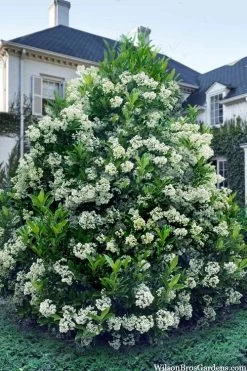 Mirror Leaf Sweet Viburnum - 3 Gallon Pot