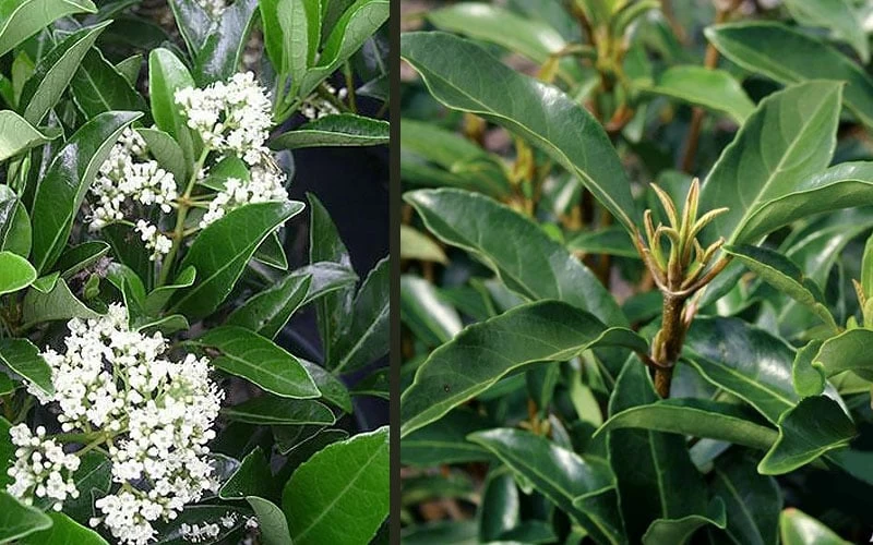 Mirror Leaf Sweet Viburnum - 3 Gallon Pot 7 Mirror Leaf Sweet Viburnum - 3 Gallon Pot - Image 5