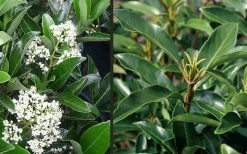 Mirror Leaf Sweet Viburnum - 1 Gallon Pot 11 Mirror Leaf Sweet Viburnum - 1 Gallon Pot -Outdoor Garden Store viburnum awabuki chindo 4 2