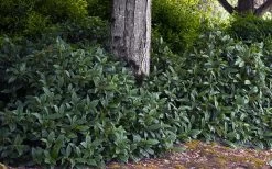 David Viburnum - 3 Gallon Pot 22 David Viburnum - 3 Gallon Pot -Outdoor Garden Store viburnum davidii 12