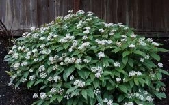 David Viburnum - 3 Gallon Pot 24 David Viburnum - 3 Gallon Pot -Outdoor Garden Store viburnum davidii 14