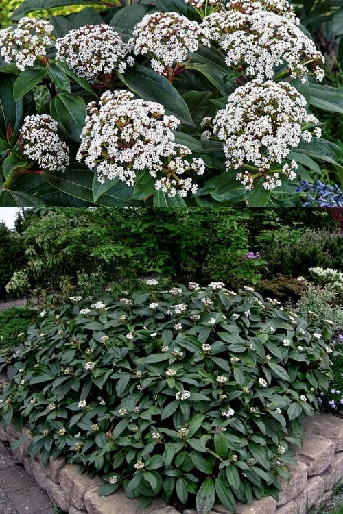 David Viburnum - 3 Gallon Pot 6 David Viburnum - 3 Gallon Pot - Image 4