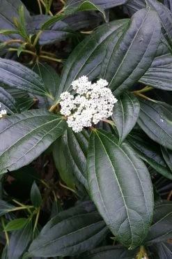 David Viburnum - 3 Gallon Pot 19 David Viburnum - 3 Gallon Pot -Outdoor Garden Store viburnum davidii 16