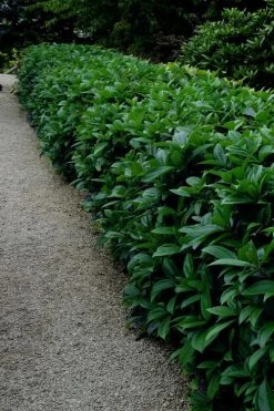 David Viburnum - 3 Gallon Pot 27 David Viburnum - 3 Gallon Pot -Outdoor Garden Store viburnum davidii 17