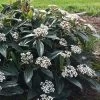 David Viburnum - 3 Gallon Pot 1 David Viburnum - 3 Gallon Pot -Outdoor Garden Store viburnum davidii 18