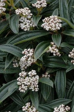 David Viburnum - 3 Gallon Pot 23 David Viburnum - 3 Gallon Pot -Outdoor Garden Store viburnum davidii 3