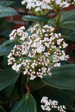 David Viburnum - 3 Gallon Pot 20 David Viburnum - 3 Gallon Pot -Outdoor Garden Store viburnum davidii 5
