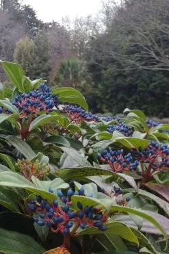 David Viburnum - 3 Gallon Pot 25 David Viburnum - 3 Gallon Pot -Outdoor Garden Store viburnum davidii 6