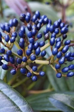 David Viburnum - 3 Gallon Pot 21 David Viburnum - 3 Gallon Pot -Outdoor Garden Store viburnum davidii 7