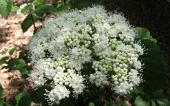 Arrowwood Viburnum - 3 Gallon Pot 14 Arrowwood Viburnum - 3 Gallon Pot -Outdoor Garden Store viburnum dentatum arrowwood 5