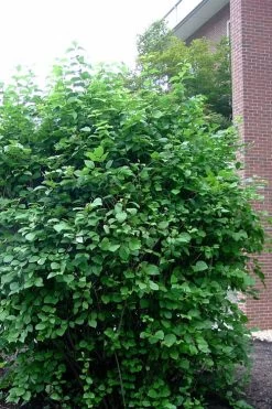 Arrowwood Viburnum - 3 Gallon Pot 15 Arrowwood Viburnum - 3 Gallon Pot -Outdoor Garden Store viburnum dentatum arrowwood 7