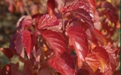 Arrowwood Viburnum - 3 Gallon Pot 16 Arrowwood Viburnum - 3 Gallon Pot -Outdoor Garden Store viburnum dentatum arrowwood 9