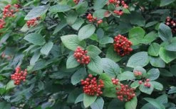 Mohican Arrowwood Viburnum - 6 Gallon Pot (4-5') 16 Mohican Arrowwood Viburnum - 6 Gallon Pot (4-5') -Outdoor Garden Store viburnum lantana mohican 3