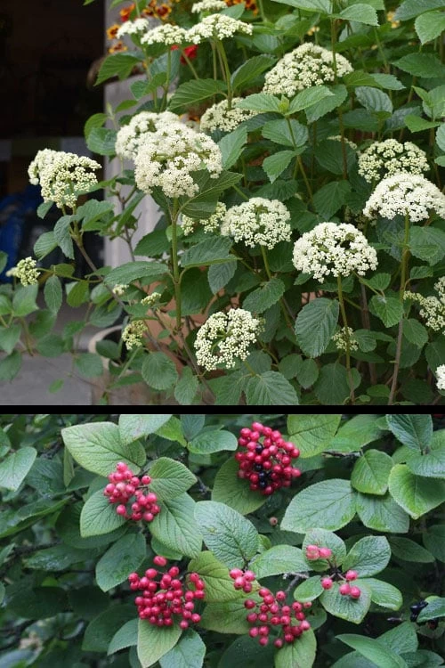 Mohican Arrowwood Viburnum - 6 Gallon Pot (4-5') 8 Mohican Arrowwood Viburnum - 6 Gallon Pot (4-5') - Image 6