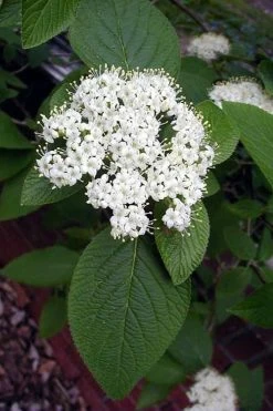 Mohican Arrowwood Viburnum - 6 Gallon Pot (4-5') 14 Mohican Arrowwood Viburnum - 6 Gallon Pot (4-5') -Outdoor Garden Store viburnum lantana mohican 5