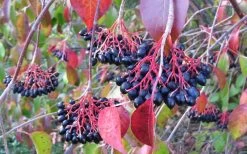 Nannyberry Viburnum - 3 Pack Of 1.5 Quart Pots 11 Nannyberry Viburnum - 3 Pack Of 1.5 Quart Pots -Outdoor Garden Store viburnum lentago nannyberry 2 1