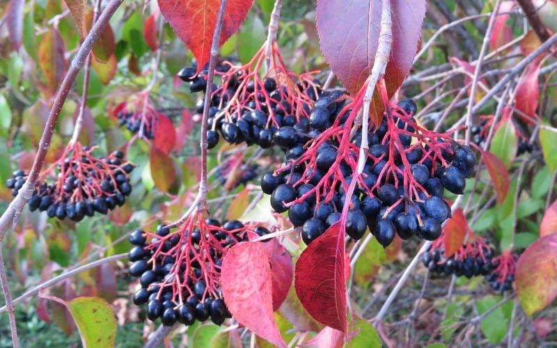 Nannyberry Viburnum - 3 Gallon Pot 6 Nannyberry Viburnum - 3 Gallon Pot - Image 4