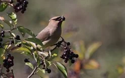 Nannyberry Viburnum - 3 Pack Of 1.5 Quart Pots 13 Nannyberry Viburnum - 3 Pack Of 1.5 Quart Pots -Outdoor Garden Store viburnum lentago nannyberry 5 1
