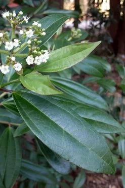 Moonlit Lace Viburnum - 7 Gallon Pot -Outdoor Garden Store viburnum moonlit lace 5 2