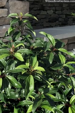 Moonlit Lace Viburnum - 3 Gallon Pot