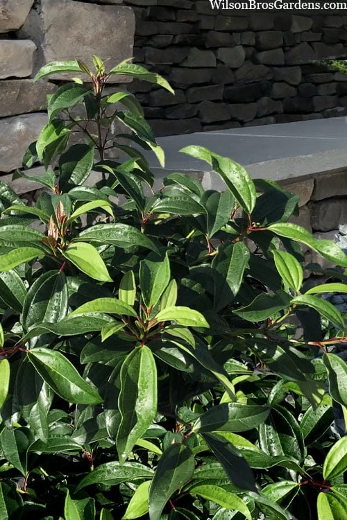 Moonlit Lace Viburnum - 3 Gallon Pot 3 Moonlit Lace Viburnum - 3 Gallon Pot