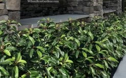 Moonlit Lace Viburnum - 3 Gallon Pot 11 Moonlit Lace Viburnum - 3 Gallon Pot -Outdoor Garden Store viburnum moonlit lace 9