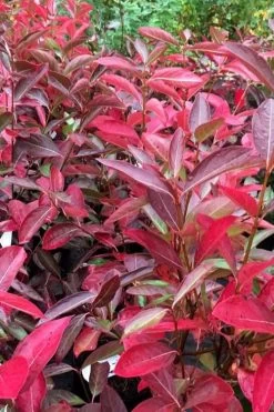 Winterthur Viburnum - 3 Gallon Pot 14 Winterthur Viburnum - 3 Gallon Pot -Outdoor Garden Store viburnum nudum winterthur 100 1