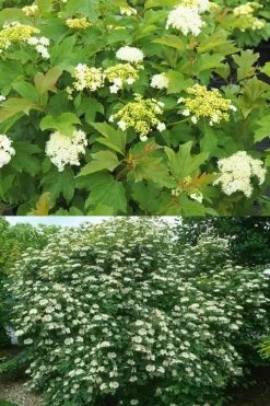 Dwarf European Cranberry Bush - 5 Gallon Pot 19 Dwarf European Cranberry Bush - 5 Gallon Pot -Outdoor Garden Store viburnum opulus compactum dwarf european cranberry bush 10 1