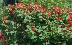 Dwarf European Cranberry Bush - 5 Gallon Pot 16 Dwarf European Cranberry Bush - 5 Gallon Pot -Outdoor Garden Store viburnum opulus compactum dwarf european cranberry bush 2 1