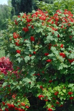 Dwarf European Cranberry Bush - 5 Gallon Pot 14 Dwarf European Cranberry Bush - 5 Gallon Pot -Outdoor Garden Store viburnum opulus compactum dwarf european cranberry bush 3 1