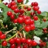 Dwarf European Cranberry Bush - 1 Gallon Pot 1 Dwarf European Cranberry Bush - 1 Gallon Pot -Outdoor Garden Store viburnum opulus compactum dwarf european cranberry bush 9