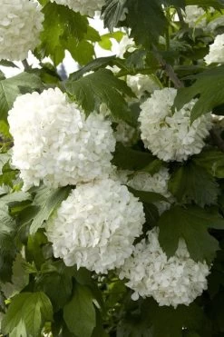 Eastern Snowball Viburnum Bush - 3 Gallon Pot -Outdoor Garden Store viburnum opulus sterile eastern snowball 2 1