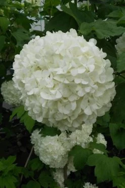 Eastern Snowball Viburnum Bush - 1 Gallon Pot -Outdoor Garden Store viburnum opulus sterile eastern snowball 3