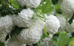 Eastern Snowball Viburnum Bush - 3 Gallon Pot -Outdoor Garden Store viburnum opulus sterile eastern snowball 4 1